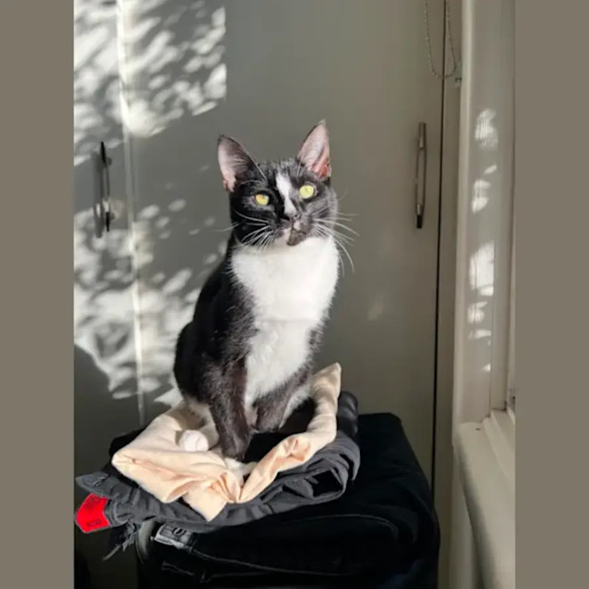 Photo of The Dread Pirate Roberts (Aka Westley)
