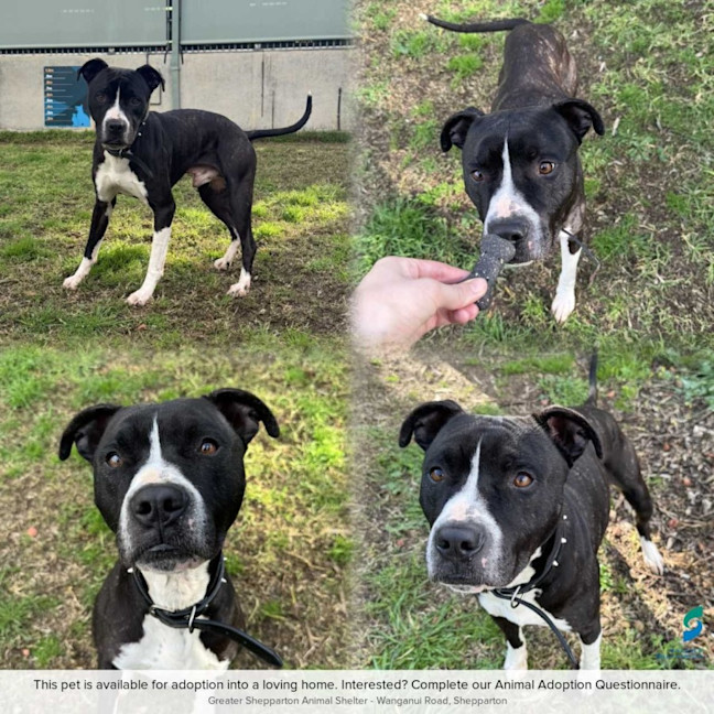 Photo of Atlas