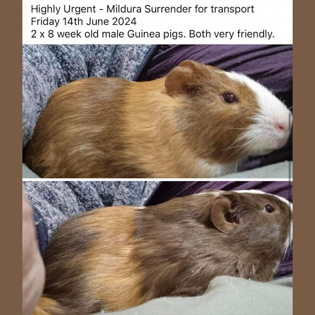 Photo of Iggly