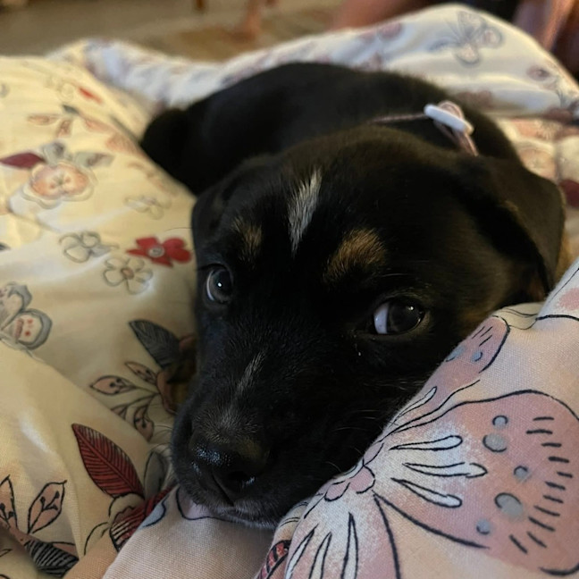 Photo of Sierra