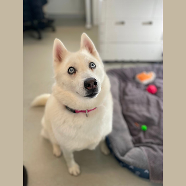 Photo of 🌻 Maya 5035 🌻