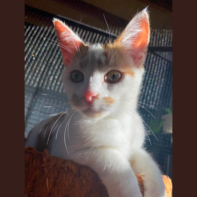 Photo of Caramel