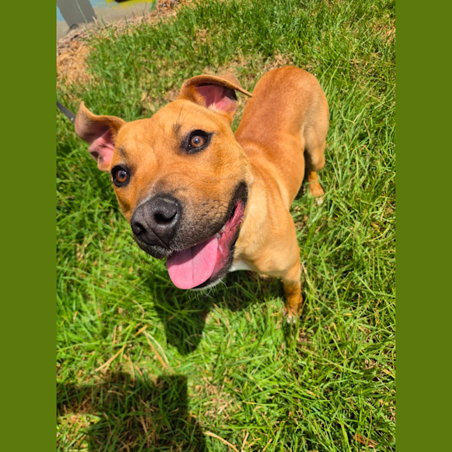 Photo of Ace (67851)