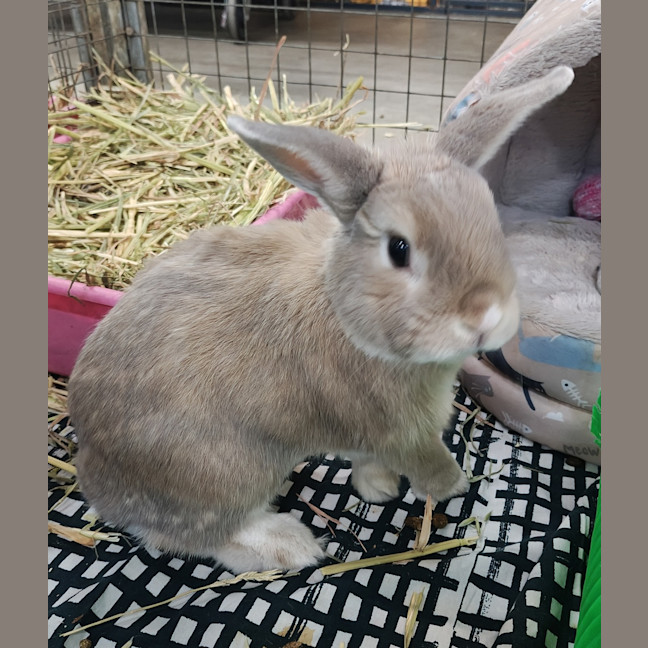 Photo of Ghost (Bonded With Casper)