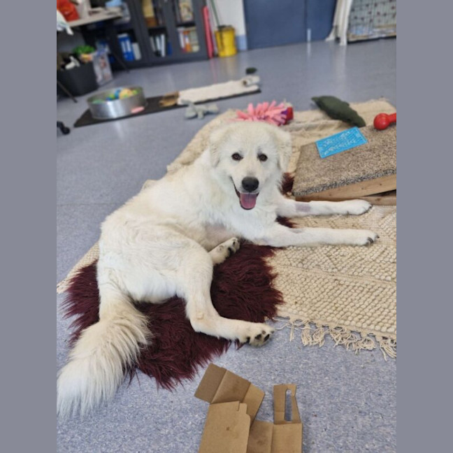 Photo of Bear