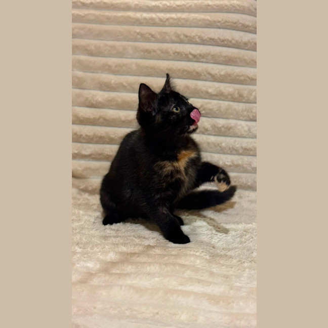 Photo of Caramel