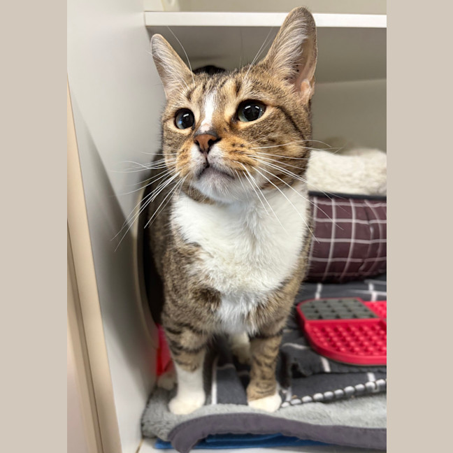 Photo of Socks