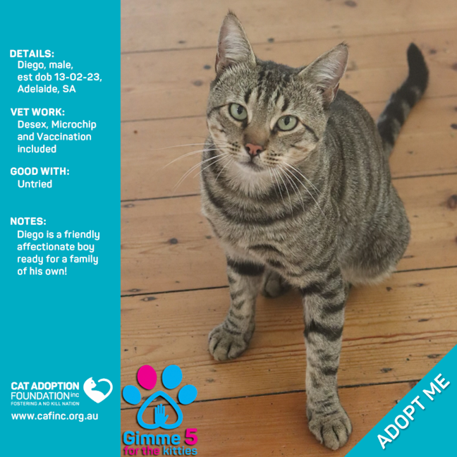 Photo of Diego Only $50 Limited Time!