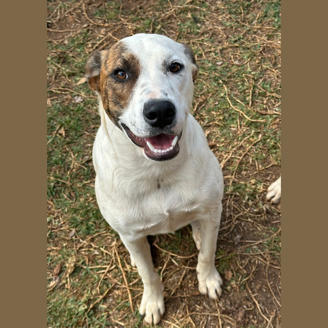 Photo of Thunder *$350 Adoption Fee* 