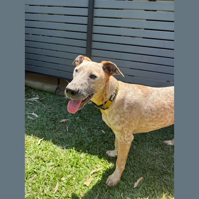 Photo of Ochre