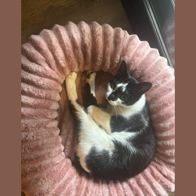 Photo of Lotti
