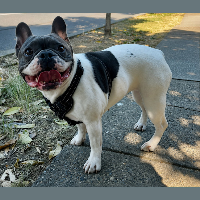 Photo of Dolly 