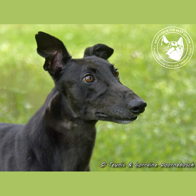 Photo of Billy (Canya Revamp)