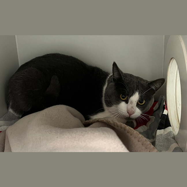 Photo of Radley 