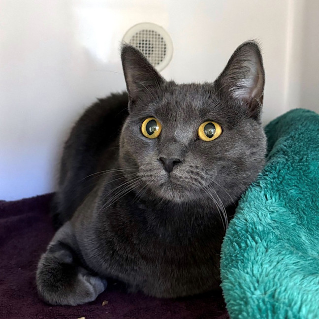 Photo of Sapphire Sua013499