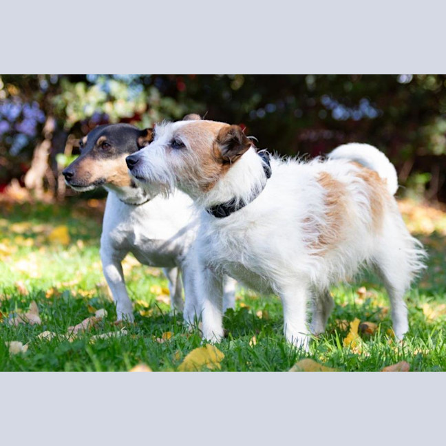 Photo of Oscar And Rocky Dumont