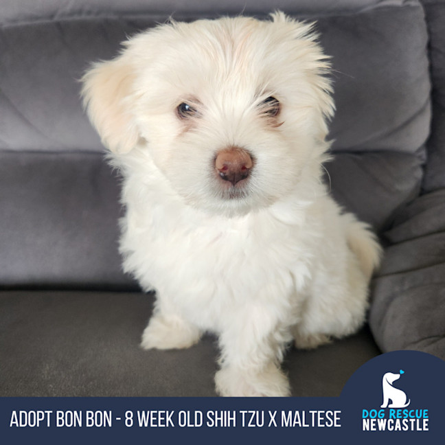 Photo of Bon Bon   8 Week Old Shih Tzu X Maltese (Trial)