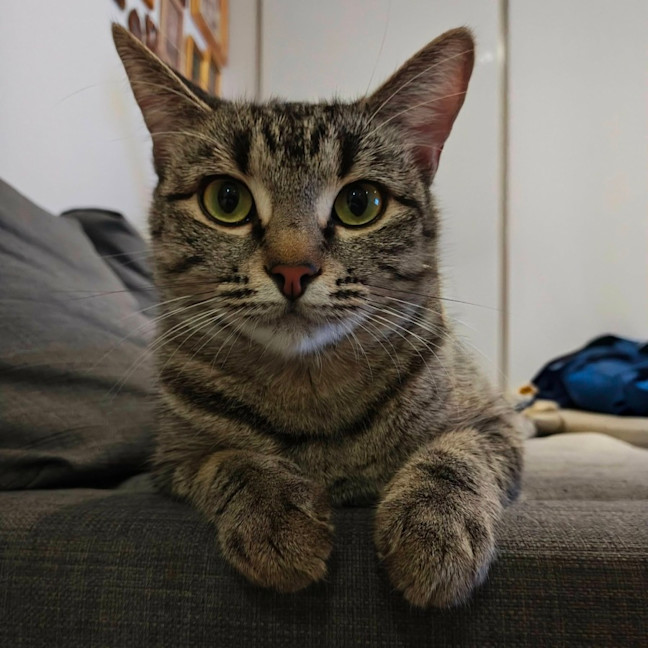 Photo of Marceline   In Foster Care In Preston