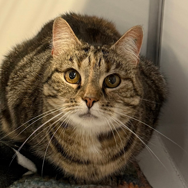 Photo of Maisey