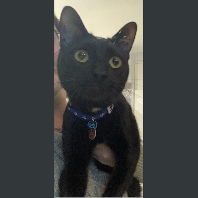 Photo of Milo