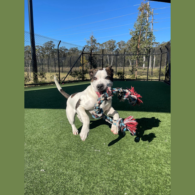 Photo of Iggle Piggle Imp 1690