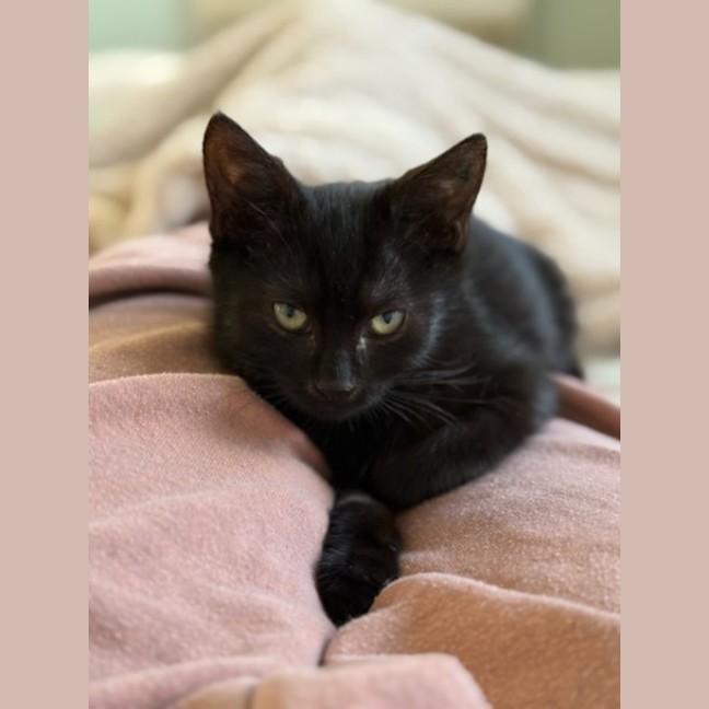 Photo of Etch A Sketch