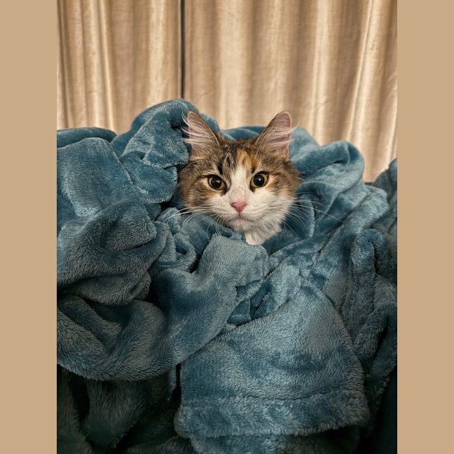 Photo of Yaskween