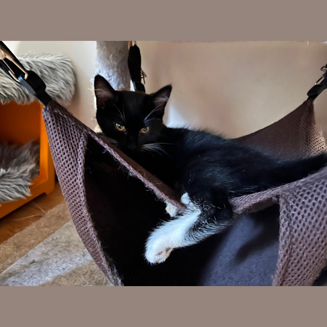 Photo of Ula ** 2nd Chance Cat Rescue **