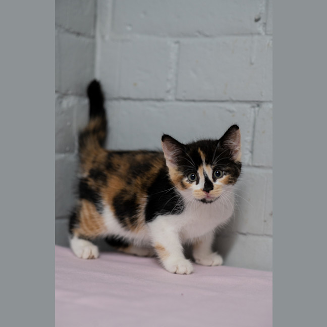 Photo of Topaz