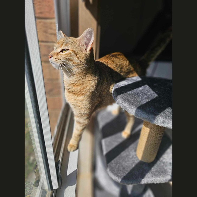 Photo of Willow
