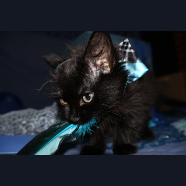 Photo of Electron