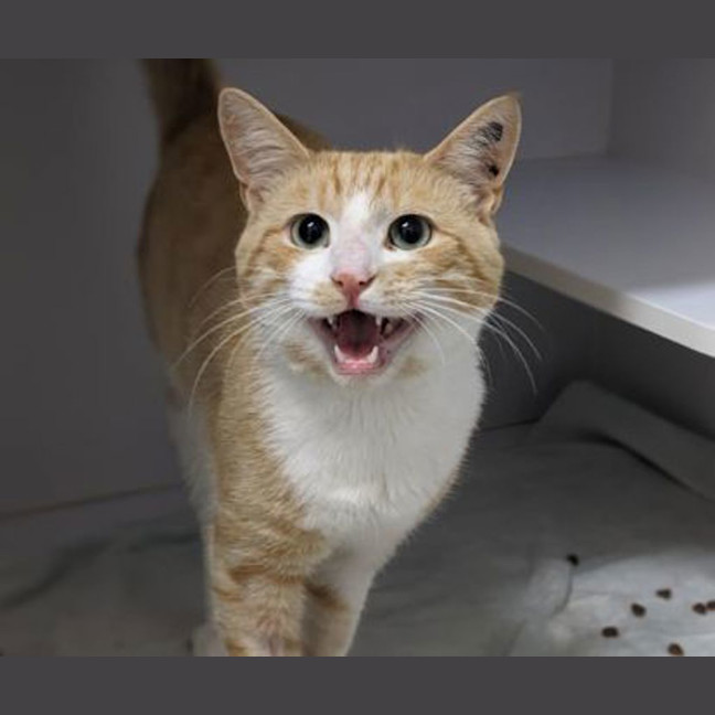 Photo of Butter Biscuit