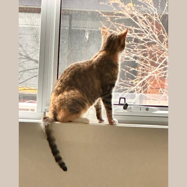 Photo of Nixie