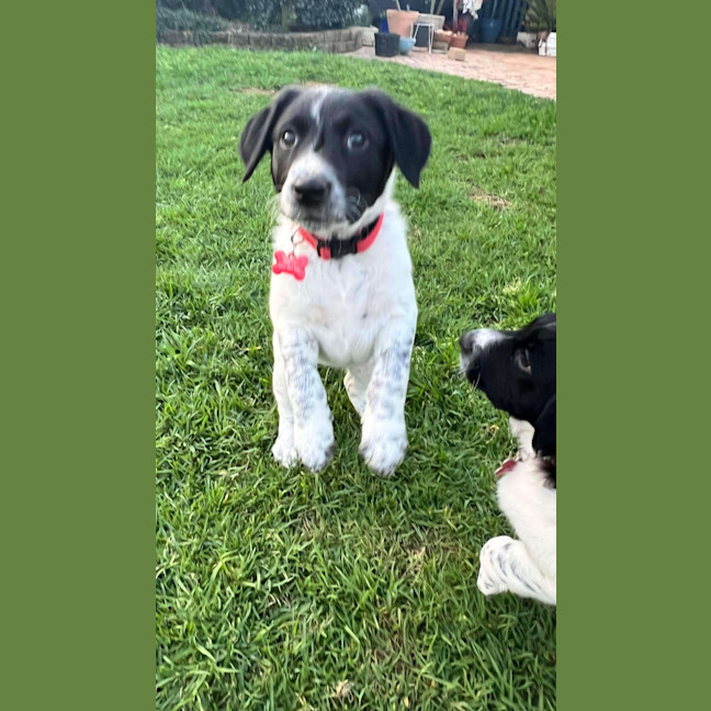 Photo of Luna