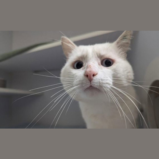 Photo of Whitey