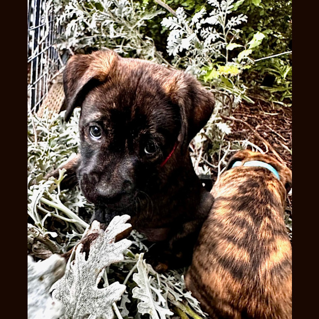 Photo of Voxx