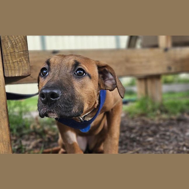 Photo of Honey