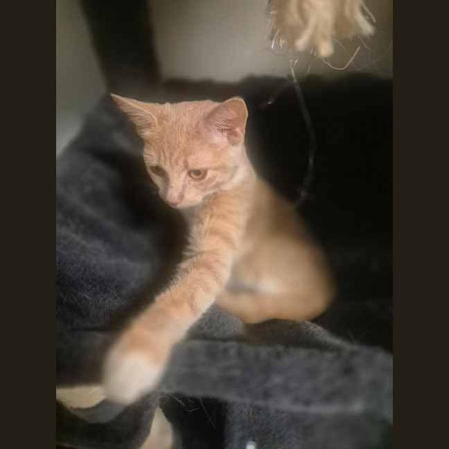 Photo of Ruby