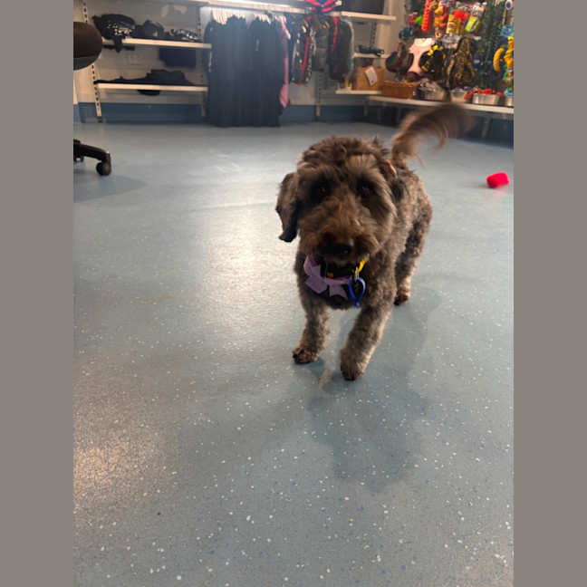 Photo of Nora   14 Month Old Dachshund X Poodle