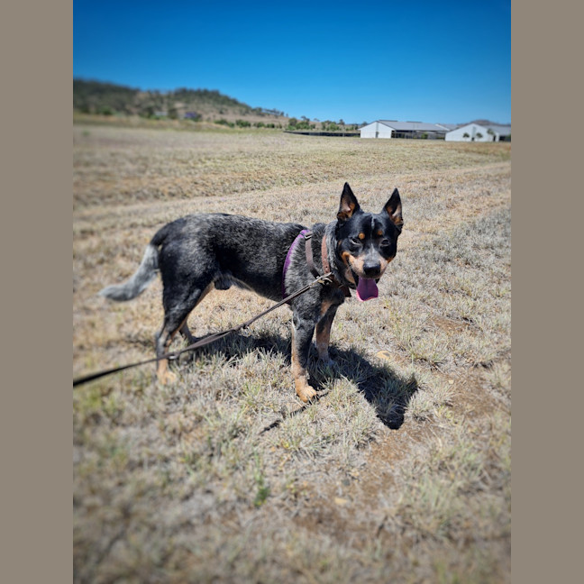 Photo of Bandit