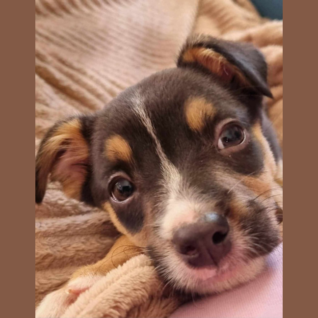 Photo of Gypsy