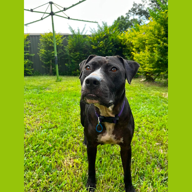 Photo of Estelle *$150 Adoption Fee*