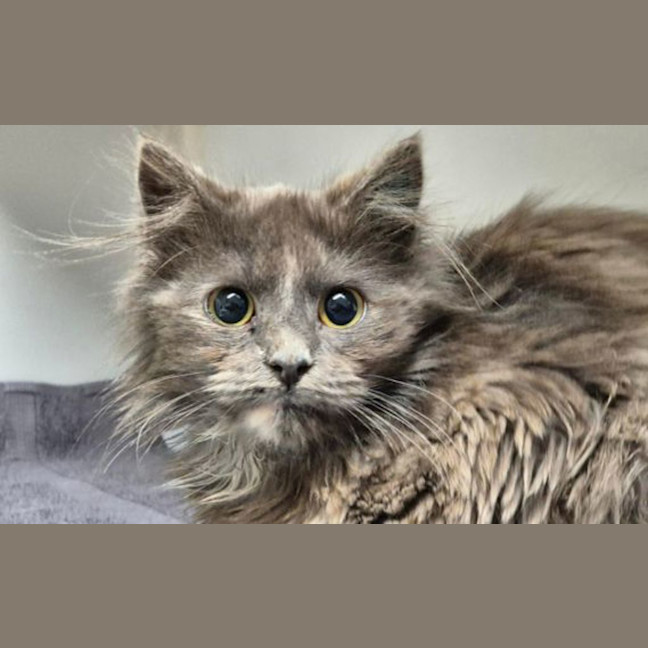 Photo of Dusty
