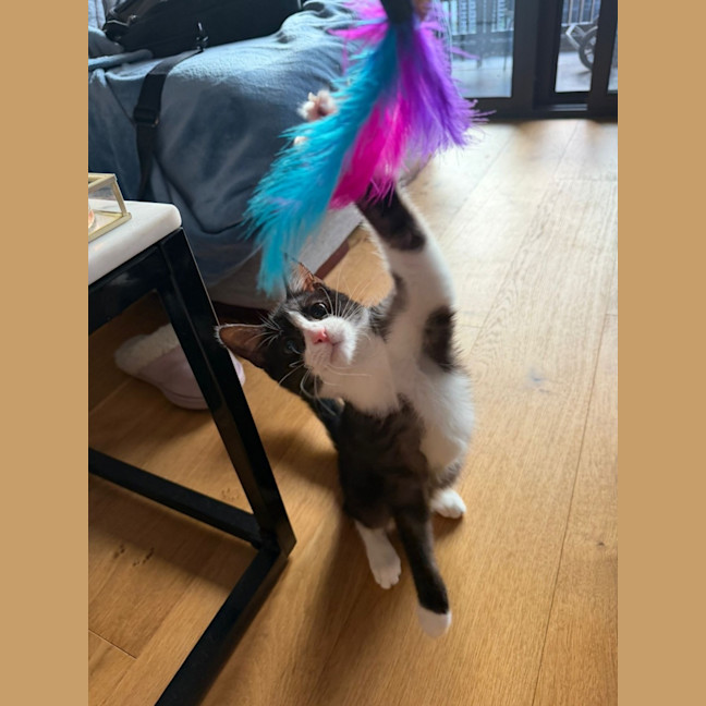 Photo of Blossom
