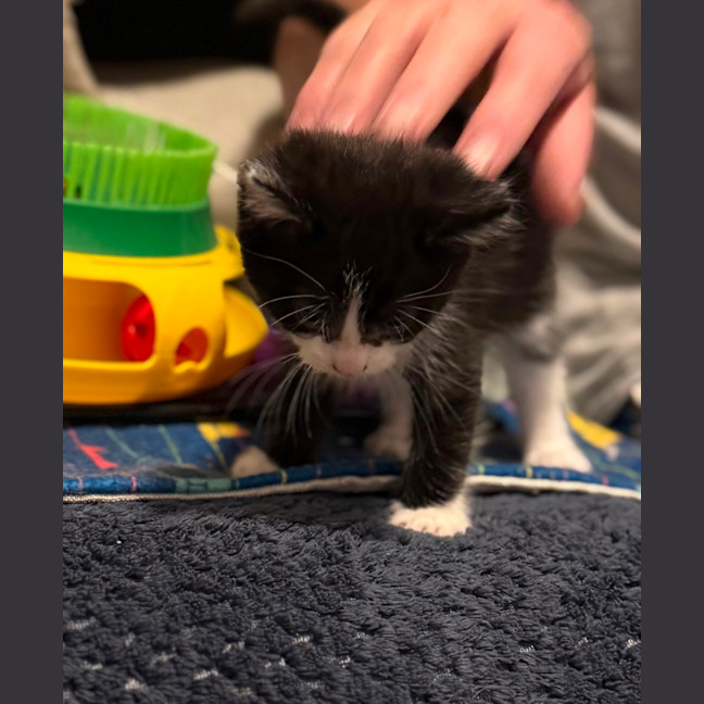 Photo of Poppy