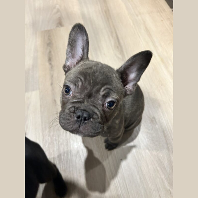 Photo of Gingerbread Man