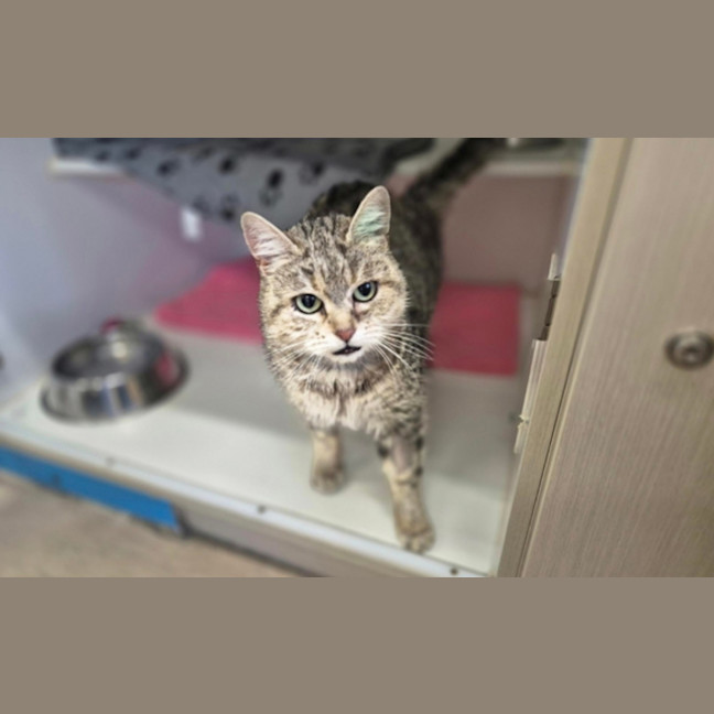 Photo of Nala