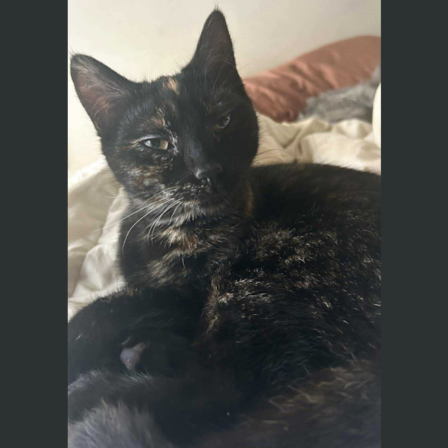 Photo of Pepper