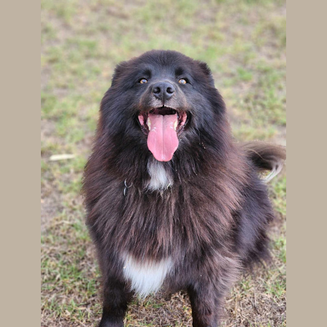 Photo of 👛 Fawn 6087 👛