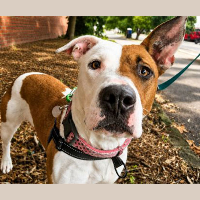 Photo of Nala